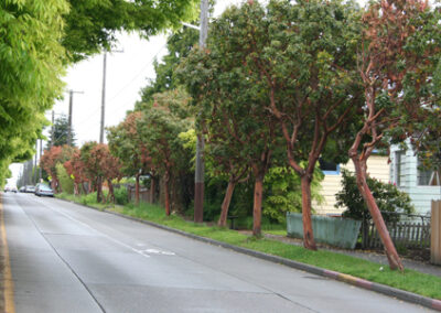 8th Avenue trees to be removed this week