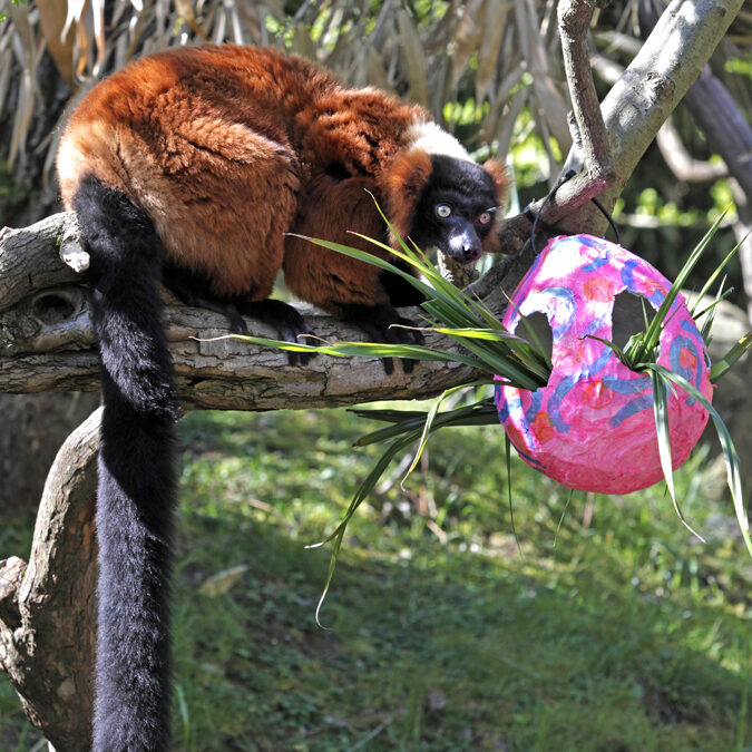 Bunny Bounce: Egg hunts for kids and Easter treats for animals