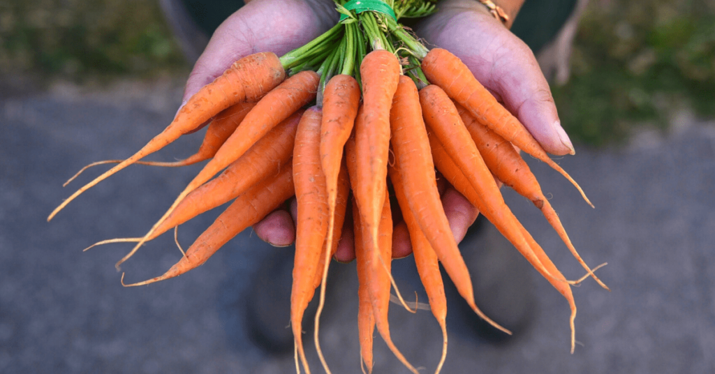 Close up of carrots being held.