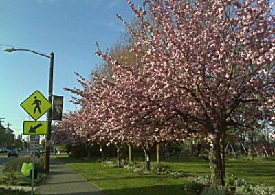 Zoo holding off on cutting down 4 cherry trees