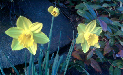 Daffodils blooming – and it’s Feb. 18