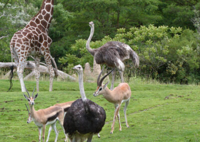 Zoo euthanizes second ostrich in two weeks