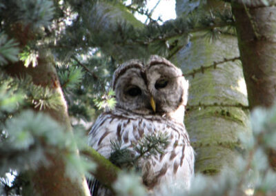 Owl visits Phinney tree for a day