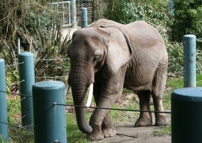 Elephant-sized protest planned at Zoo