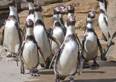 Second penguin dies at zoo