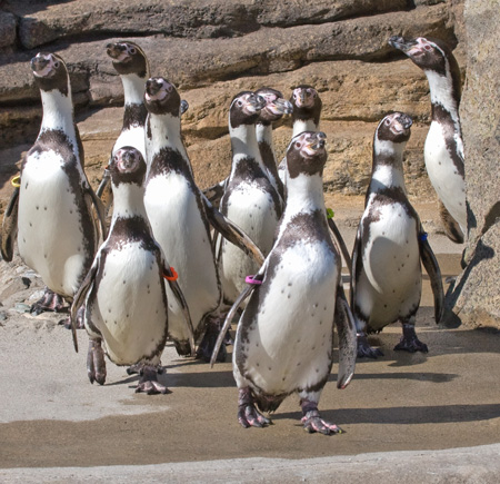 Second penguin dies at zoo