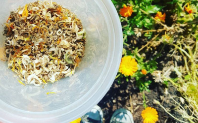 Get ready to garden with the Great Seattle Seed Swap