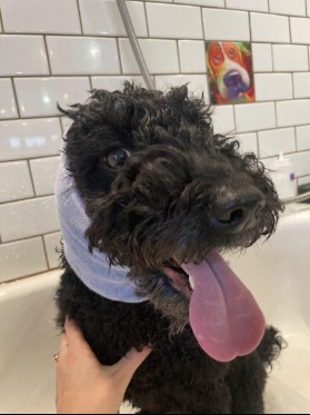 Meet Rub-a-Dub Dog Wash: Helping PhinneyWood Dogs Shine Since 1997 